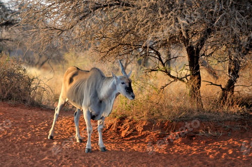 Preview: Unicorn Eland