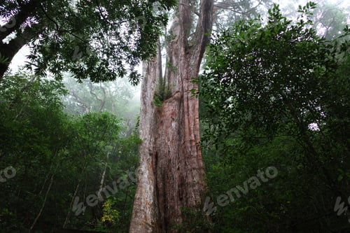 Preview: Ancient, aged, beautiful old tree standing in forest.