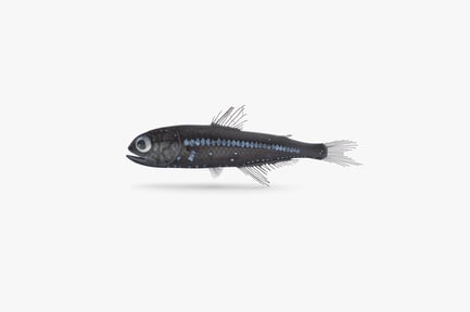 Preview: Deep Sea Bioluminescent Lanternfish