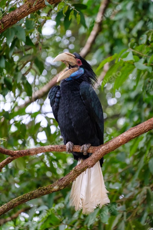 Preview: Big bird Hornbill blue neck perched on tree in park