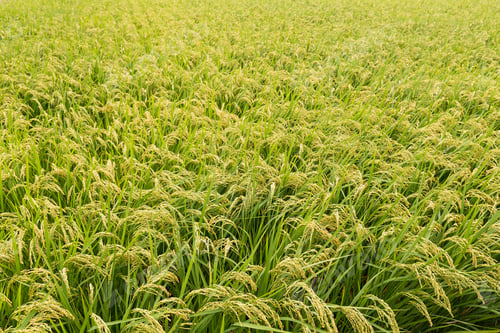 Preview: Rice field
