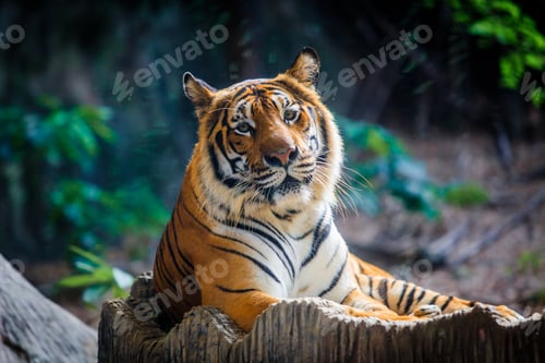 Preview: Tiger, portrait of a bengal tiger. A tiger sitting in a zoo.