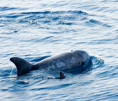 Preview: Young dolphin