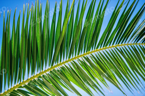 Preview: palm leaf