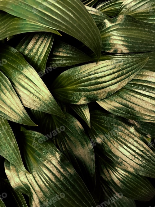Preview: Natural background made of green leaves