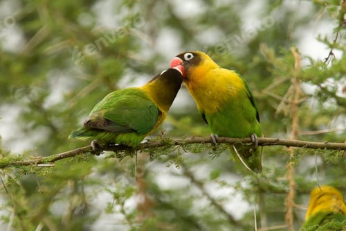 Preview: lovebirds, lover bird, lovely