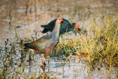 Preview: Goa, India. Two Grey-headed Swamphen Birds In Morning Looking For Food In Swamp. Porphyrio