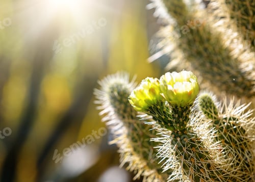 Preview: Cactus Flowers Blooming in the Warm Sunshine