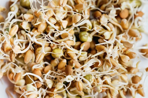 Preview: Macrobiotic food from sprouts for vegetarian meal. Healthy diet and vegetarian food.