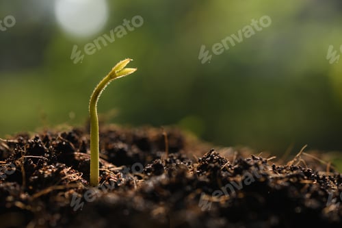 Preview: ััYoung plant