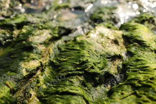 Preview: Close up of green algae covered rocks on the seashore. nature background and wallpaper.