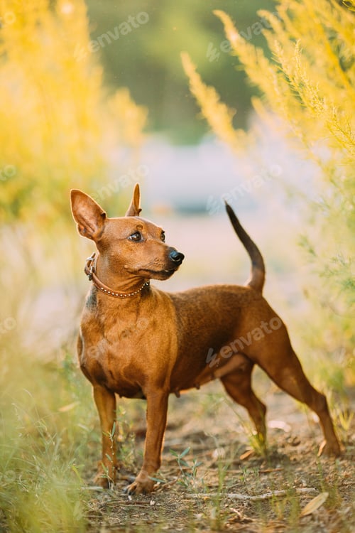 Preview: Brown Min Pin, miniature, pincher, Pinscher, Zwergpinscher Posing Outdoor In Sunny Summer Evening