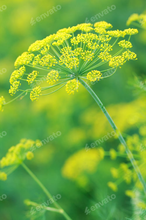 Preview: Yellow flowers of dill
