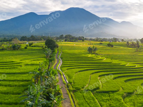 Preview: Beautiful morning view indonesia Panorama Landscape paddy fields