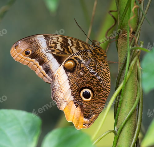 Preview: morpho
