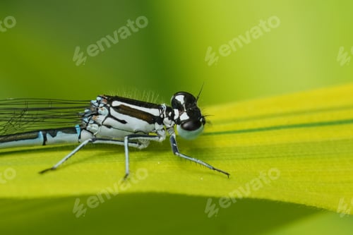 Preview: Closeup on the European common azure damselfly, Coenagrion puella sitting on a leaf