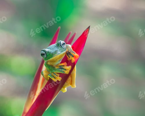 Preview: Tree Frogs Flying Frogs on Heliconia