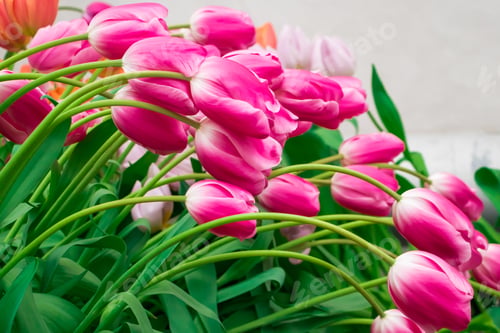 Preview: Tulip flower close up. Delicate bud, symbol of spring. Growing tulips at home.
