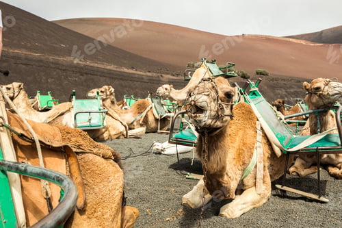 Preview: Caravan of camels in the desert on Lanzarote