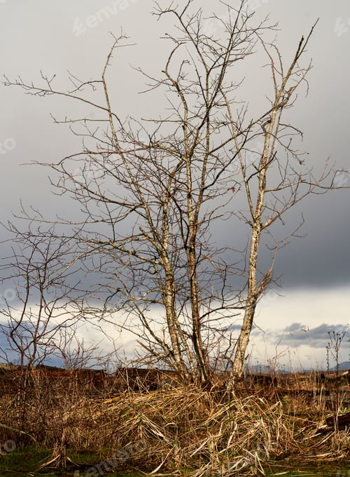 Preview: A barren deciduous tree caught by the sunlight on a cold winter day surrounded by long golden grass.
