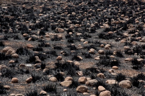 Preview: Burnt trees and grass after a forest fire.