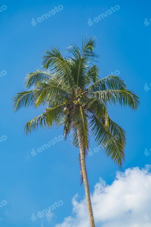 Preview: Palm on Mirissa beach in Sri Lanka