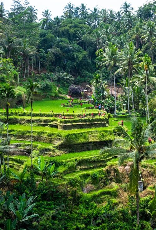 Preview: Traditional rice terraces in jungle