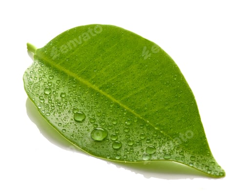 Preview: fresh wet leaf