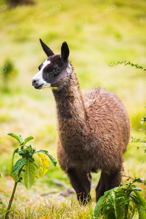 Preview: Llamas at Hacienda Zuleta, Imbabura, Ecuador, South America