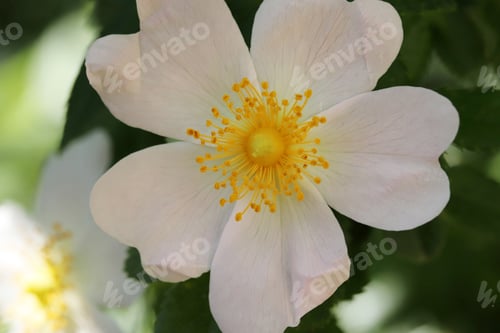 Preview: White flower and leaves of wild rose. Rosehip