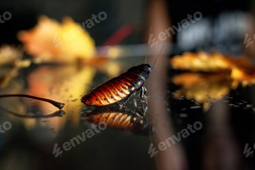 Preview: madagascar cockroach