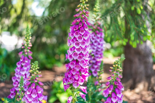 Preview: Flowering foxglove plants in bloom in woodland