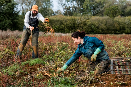 Preview: Two farmers standing and kneeling in a field, harvesting parsnips.