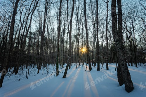Preview: sunset with snow in the forest during a winter season 1