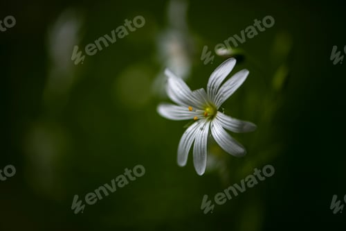 Preview: a flower sits in the middle of a green field at night