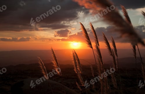 Preview: reed grass lit by sunset