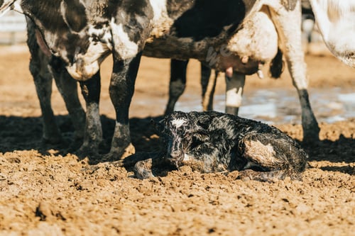 Preview: newborn cow resting on the ground