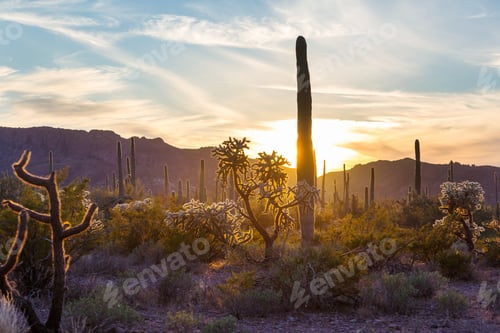 Preview: Saguaro