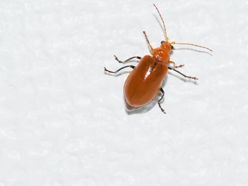 Preview: Macro Photo of an Orange Leaf Beetle