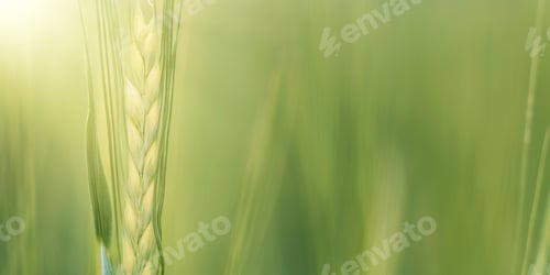 Preview: Green ears of wheat close up against blurred green field