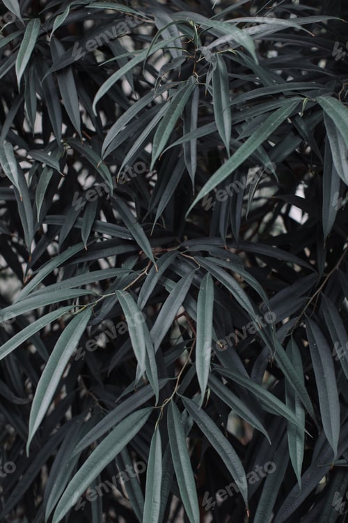 Preview: nature