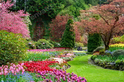 Preview: Closeup shot of blooming colorful tulip flowers in the park