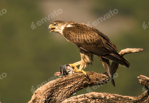 Preview: Furious wild eagle