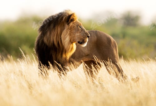 Preview: A Best wildlife destinations in the world