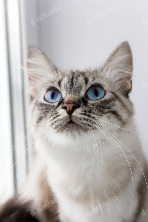 Preview: cute fluffy cat with blue eyes sititng on a window sill portrait