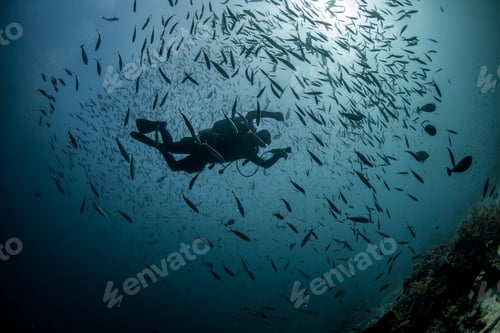 Preview: diver in the fish