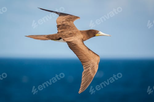 Preview: Brown Booby in flight over the ocean.