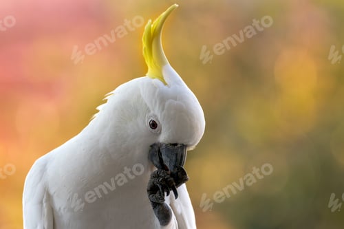 Preview: Sulphur Crested with vibrant yellow neck feathers enjoying a meal