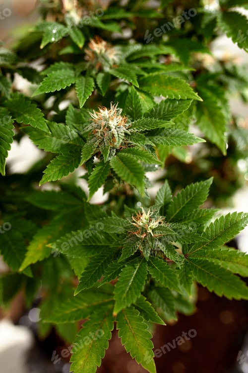 Preview: Flowering buds of medical cannabis, trichomes are visible in the inflorescence of the plant