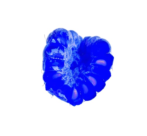 Preview: Fresh tasty blue raspberry on white background